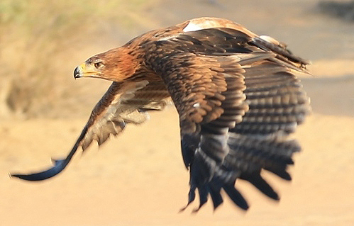 eagle-in-the-desert-11