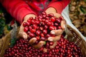 Coffee cherry. Photo: ©reframecoffee.com