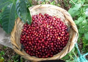 Coffee cherry. Photo:©Laya coffee